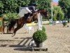 Springpferd Brentana A (Deutsches Reitpony, 2014, von Cebulon)