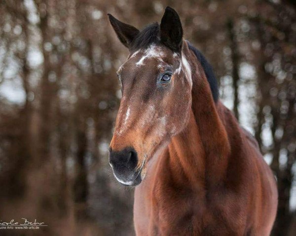 horse Orlanda E (Belgian Warmblood, 1991, from Galoubet van de Helle)