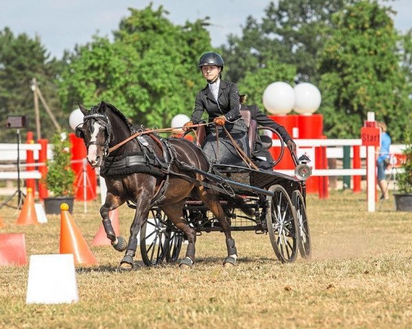 dressage horse Lilly 371 (Welsh mountain pony (SEK.A), 2005)