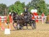 Dressurpferd Lilly 371 (Welsh Mountain Pony (Sek.A), 2005)