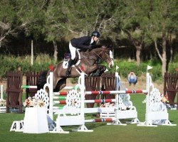 jumper True Blue de La Liniere (Belgian Warmblood, 2019, from Plot Blue)