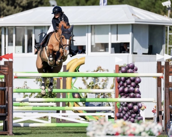 jumper Ella (anglo european sporthorse, 2014, from Billy Mexico)