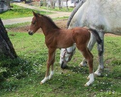 Dressurpferd Cara Rara (Kleines deutsches Reitpferd, 2021, von Dreidimensional AT NRW)