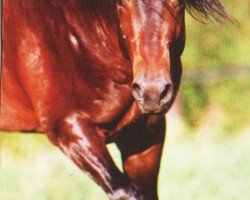 horse Dun It For You (Quarter Horse, 2002, from Hollywood Dun It)