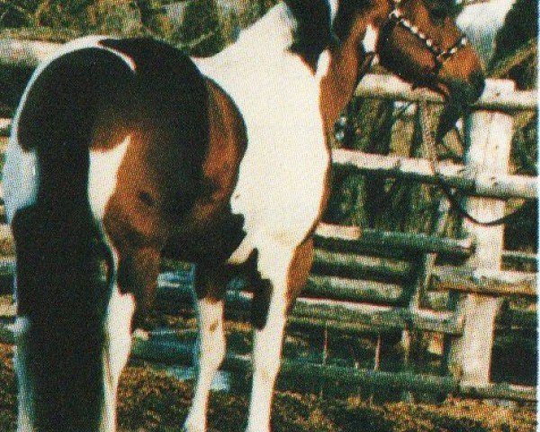 Pferd Kelkee Super Sp (unbekannt, 1978, von Hank-a-Chief)