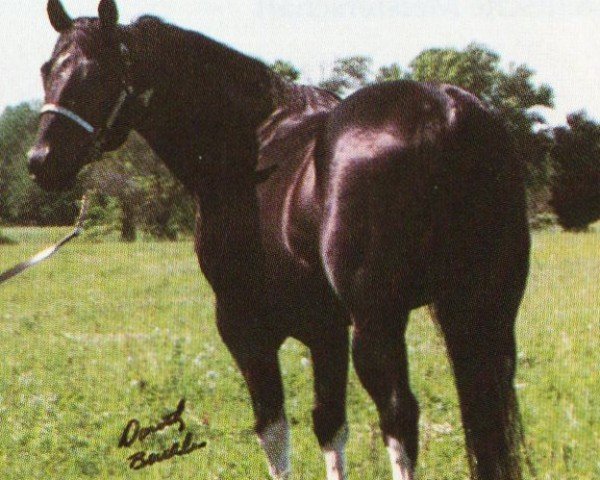 stallion Classy Executive (Paint Horse, 1983, from Sonny D Executive)