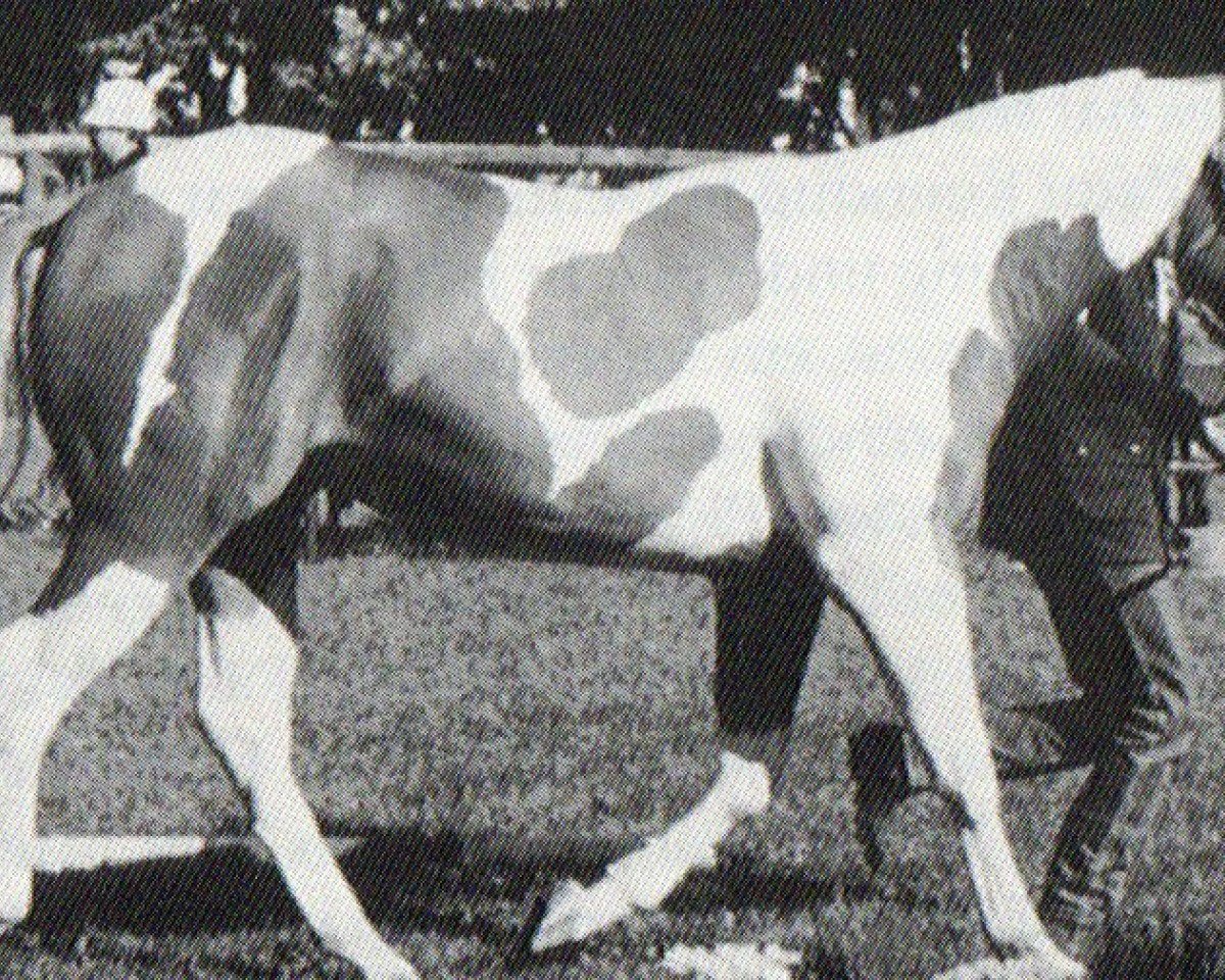 Pferd Tillis Bug Bingo (Paint Horse, 1991, von A shade tARDY)