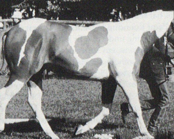 horse Tillis Bug Bingo (Paint Horse, 1991, from A shade tARDY)