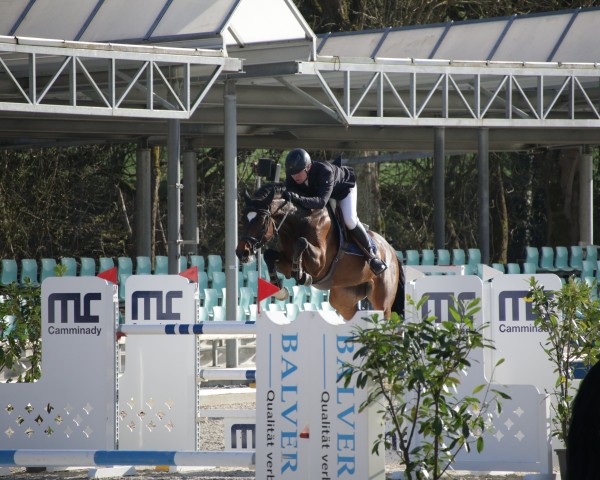 broodmare Unique Magic (Westphalian, 2017, from United Touch S)