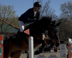 jumper Marconoor (KWPN (Royal Dutch Sporthorse), 2017, from Cohinoor VDL)