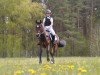 dressage horse Marvin (German Riding Pony, 2003, from Morning Sun)