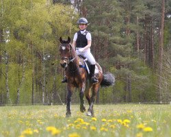 dressage horse Marvin (German Riding Pony, 2003, from Morning Sun)