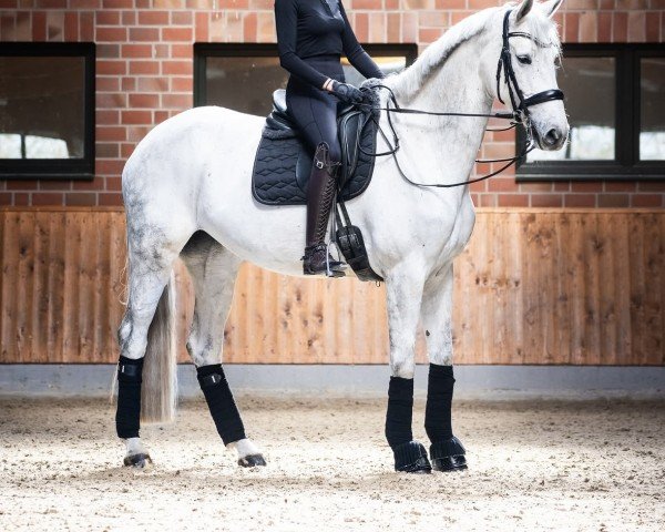 jumper Kerla du Cache Pot Z (Zangersheide riding horse, 2016, from Kafka vd Heffinck)