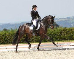 dressage horse Rockwell (Oldenburg, 2007, from Rubin Cortes OLD)