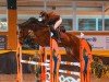 jumper Little Dollar Girl (Holsteiner, 2018, from Million Dollar)