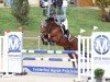 jumper Alina 493 (Oldenburg show jumper, 2008, from Lordanos)