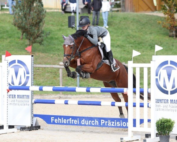 Springpferd Alina 493 (Oldenburger Springpferd, 2008, von Lordanos)