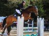 jumper Diamant de la Tulipe (German Sport Horse, 2018, from Diamant de Plaisir)