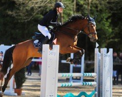 jumper Diamant de la Tulipe (German Sport Horse, 2018, from Diamant de Plaisir)