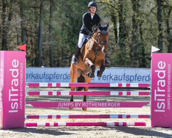 jumper Diamant de la Tulipe (German Sport Horse, 2018, from Diamant de Plaisir)
