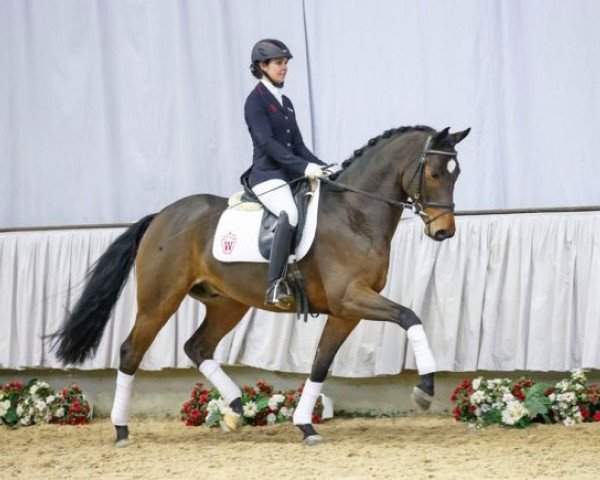 stallion Findus (Westphalian, 2004, from Fürst Piccolo)