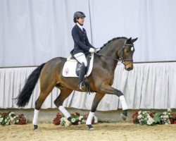 dressage horse Findus (Westfale, 2004, from Fürst Piccolo)