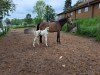 dressage horse Schoensgreen Belina (unknown, 2016, from Alasdair GF)