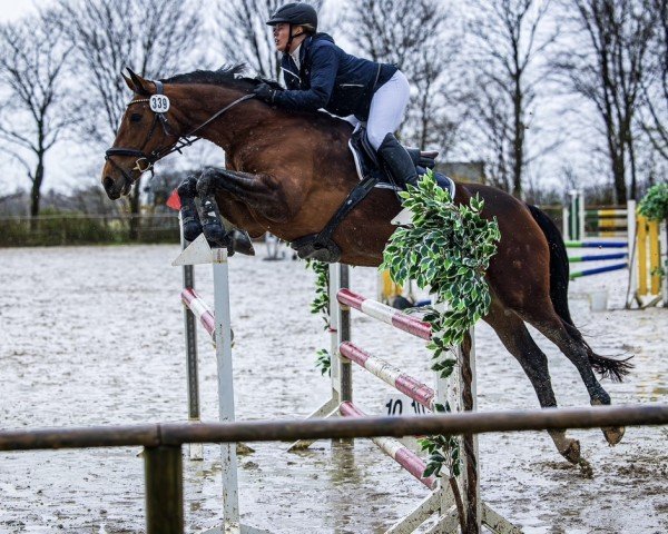 jumper Picardia 4 (Hanoverian, 2013, from Perigueux)