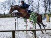 Springpferd Picardia 4 (Hannoveraner, 2013, von Perigueux)