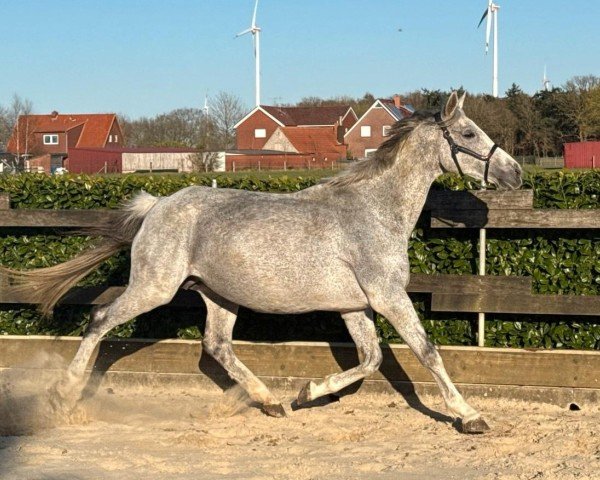 Zuchtstute Josephine (Oldenburger, 2010, von Christ)