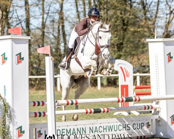 jumper FERRE VD Busselenberg Z (Zangersheide riding horse, 2015, from Farfan)