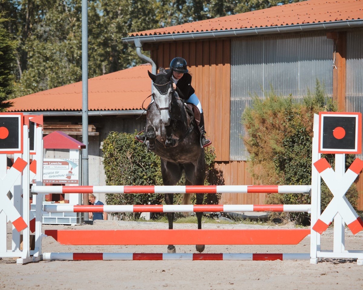 Springpferd Diamant's Lotti Karotti Z (Zangersheide Reitpferd, 2018, von Don't worry be happy 10)