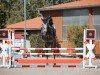 Springpferd Diamant's Lotti Karotti Z (Zangersheide Reitpferd, 2018, von Don't worry be happy 10)