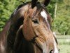 jumper Don Estho (Hanoverian, 2010, from Don Bosco)