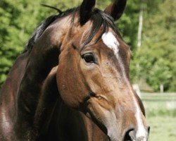 jumper Don Estho (Hanoverian, 2010, from Don Bosco)