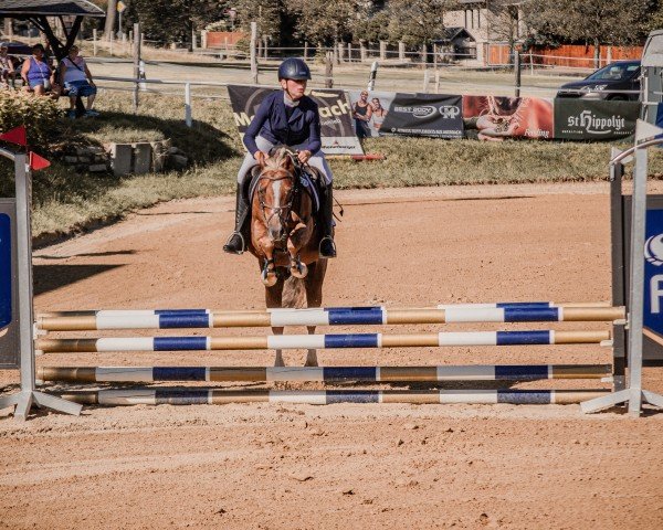 Springpferd Barneby (Deutsches Reitpony, 2008, von Black Horse 2)