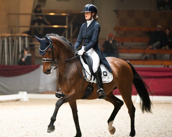 dressage horse Furstin Feenstaub (Hanoverian, 2012, from Fürstenball)