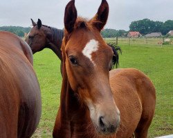 dressage horse Tabouleh (Oldenburg, 2021, from Total Hope OLD)