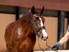 dressage horse Donana Tr (Oldenburg, 2014, from Danciano)