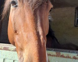 horse Bahrein (Selle Français, 2011, from Conterno Grande)
