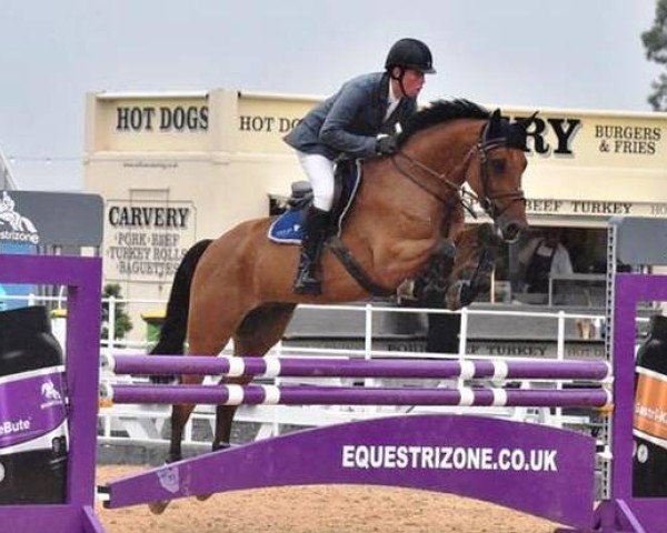 jumper Cassius Clay (Hanoverian, 2015, from Comme il Faut)