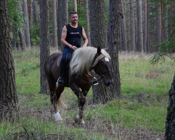 Pferd Maximus (Polnisches Kaltblut, 2018)