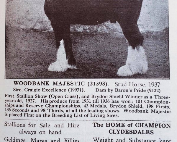 stallion Woodbank Majestic (Clydesdale, 1937, from Craigie Excellence)