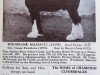 Deckhengst Woodbank Majestic (Clydesdale, 1937, von Craigie Excellence)