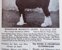 Deckhengst Woodbank Majestic (Clydesdale, 1937, von Craigie Excellence)