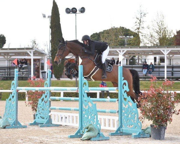 jumper Levita B (KWPN (Royal Dutch Sporthorse), 2016, from Cohinoor VDL)