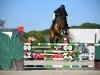 jumper O'Conner V V & B (Belgian Warmblood, 2014, from Elvis Ter Putte)