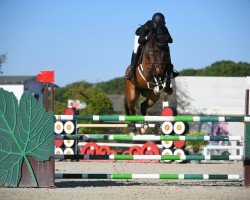 jumper O'Conner V V & B (Belgian Warmblood, 2014, from Elvis Ter Putte)