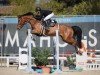 jumper Camillo Z (Zangersheide riding horse, 2018, from Canturano I)