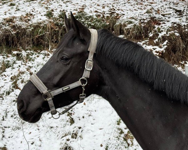 dressage horse Must be magic BO (German Sport Horse, 2021, from Morricone)
